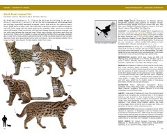 FELIDS AND HYENAS OF THE WORLD. WILD CATS, PANTHERS, LYNX, PUMAS, OCELOTS, CARACALS, AND RELATIVES 4