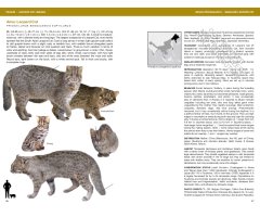 FELIDS AND HYENAS OF THE WORLD. WILD CATS, PANTHERS, LYNX, PUMAS, OCELOTS, CARACALS, AND RELATIVES 5