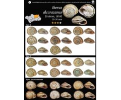 GUÍA VARIABILIDAD INTRAESPECÍFICA DE LAS CONCHAS DEL GÉNERO IBERUS MONTFORT, 1810 DEL SUR DE LA PENÍNSULA IBÉRICA 3