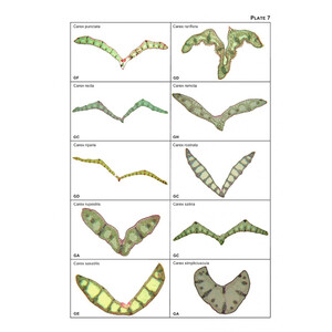 THE VEGETATIVE KEY TO THE BRITISH FLORA. A NEW APPROACH TO NAMING BRITISH & IRISH VASCULAR PLANTS BASED ON VEGETATIVE CHARACTERS_1
