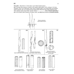THE VEGETATIVE KEY TO THE BRITISH FLORA. A NEW APPROACH TO NAMING BRITISH & IRISH VASCULAR PLANTS BASED ON VEGETATIVE CHARACTERS 4