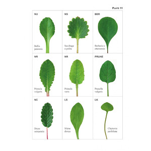 THE VEGETATIVE KEY TO THE BRITISH FLORA. A NEW APPROACH TO NAMING BRITISH & IRISH VASCULAR PLANTS BASED ON VEGETATIVE CHARACTERS 5