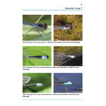 DRAGONS AND DAMSELS. AN IDENTIFICATION TO BRITISH AND IRISH ODONATA 4
