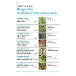 DRAGONS AND DAMSELS. AN IDENTIFICATION TO BRITISH AND IRISH ODONATA 5