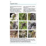 DRAGONS AND DAMSELS. AN IDENTIFICATION TO BRITISH AND IRISH ODONATA 6
