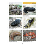 ATLANTE DELLE CONCHIGLIE TERRESTRI E DULCIACQUICOLE ITALIANE 4