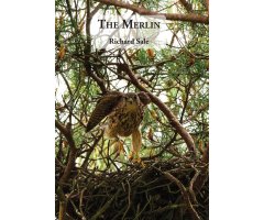 THE  MERLIN
