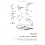 BIRD ANATOMY FOR ARTISTS COMPREHENSIVE GUIDE TO DRAWING BIRDS FOR ARTISTS AND BIRD LOVERS 3
