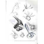 BIRD ANATOMY FOR ARTISTS COMPREHENSIVE GUIDE TO DRAWING BIRDS FOR ARTISTS AND BIRD LOVERS 4