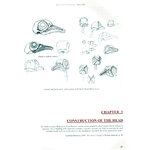 BIRD ANATOMY FOR ARTISTS COMPREHENSIVE GUIDE TO DRAWING BIRDS FOR ARTISTS AND BIRD LOVERS 5