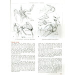 BIRD ANATOMY FOR ARTISTS COMPREHENSIVE GUIDE TO DRAWING BIRDS FOR ARTISTS AND BIRD LOVERS 7
