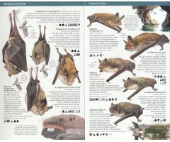 PETITS MAMÍFERS: INSECTÍVORS, ROSEGADORS I RATPENATS DE CATALUNYA. MINIGUIA DE CAMP 2