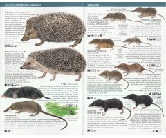 PETITS MAMÍFERS: INSECTÍVORS, ROSEGADORS I RATPENATS DE CATALUNYA. MINIGUIA DE CAMP 3