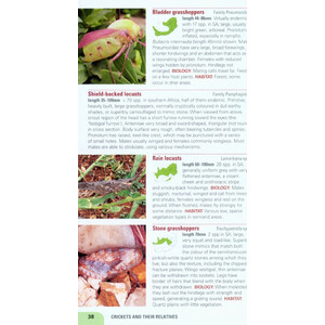 POCKET GUIDE INSECTS OF SOUTH AFRICA_1