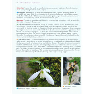 BULBS OF THE EASTERN MEDITERRANEAN_1