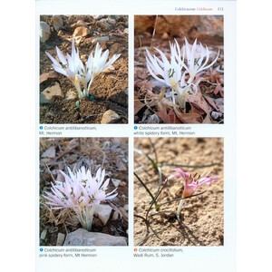 BULBS OF THE EASTERN MEDITERRANEAN 3