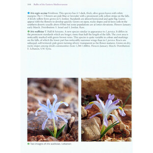 BULBS OF THE EASTERN MEDITERRANEAN 4