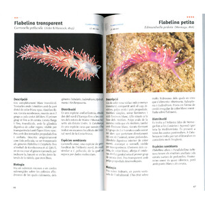 ELS NUDIBRANQUIS DEL MAR CATALÀ_1