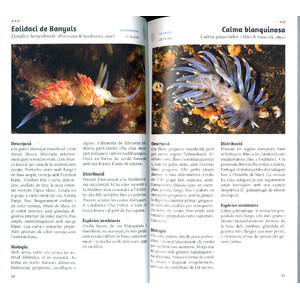 ELS NUDIBRANQUIS DEL MAR CATALÀ 3