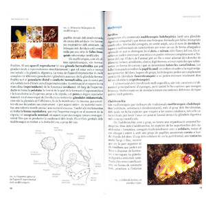 ELS NUDIBRANQUIS DEL MAR CATALÀ 4