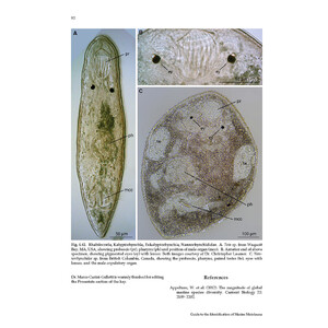 GUIDE TO THE IDENTIFICATION OF MARINE MEIOFAUNA 4