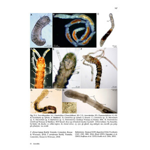 GUIDE TO THE IDENTIFICATION OF MARINE MEIOFAUNA 5