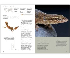 LIZARDS OF THE WORLD. A GUIDE OF EVERY FAMILY 3