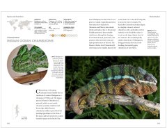 LIZARDS OF THE WORLD. A GUIDE OF EVERY FAMILY 4