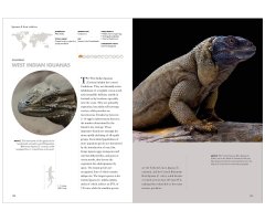 LIZARDS OF THE WORLD. A GUIDE OF EVERY FAMILY 5