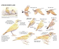 MOROCCO: SHARING THE BIRDS. A SOUND APPROACH GUIDE TO BIRDS OF THE MAGHREB 2