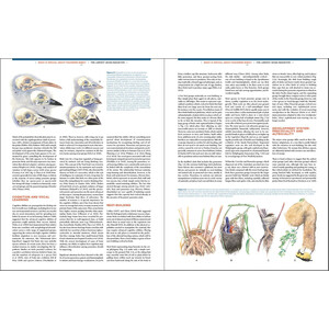 THE LARGEST AVIAN RADIATION. THE EVOLUTION OF PERCHING BIRDS, OR THE ORDER PASSERIFORMES 6