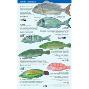 PEIXOS COSTANERS DEL MAR BALEAR. MINIGUIA DE MAR 3