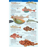 COASTAL FISH OF THE BALEARIC ISLANDS. SEA MINIGUIDE_1