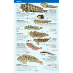 COASTAL FISH OF THE BALEARIC ISLANDS. SEA MINIGUIDE 3