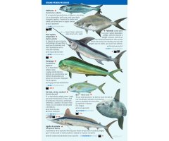 PEIXOS PELÀGICS I DE FONS PROFUNDS DEL MAR BALEAR. MINIGUIA DE MAR 2