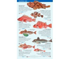 PEIXOS PELÀGICS I DE FONS PROFUNDS DEL MAR BALEAR. MINIGUIA DE MAR 3