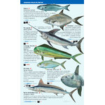 PECES PELÁGICOS Y DE FONDOS PROFUNDOS DEL MAR BALEAR. MINIGUIA DE MAR 2