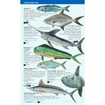 OPEN-SEA AND DEEP-WATER FISH OF THE BALEARIC ISLANDS. SEA MINIGUIDE_1