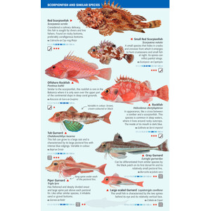 OPEN-SEA AND DEEP-WATER FISH OF THE BALEARIC ISLANDS. SEA MINIGUIDE 3