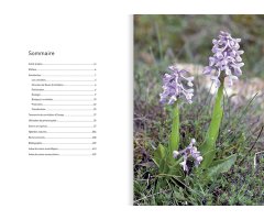 ORCHIDÉES D'EUROPE & DE MÉDITERRANÉE 2