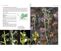ORCHIDÉES D'EUROPE & DE MÉDITERRANÉE 3