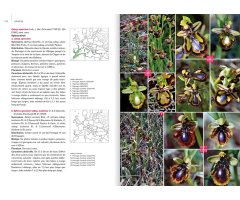ORCHIDÉES D'EUROPE & DE MÉDITERRANÉE 4