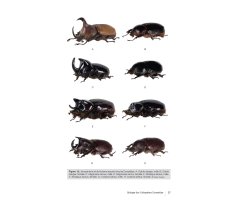 LES COLÉOPTÈRES DYNASTIDAE DE GUYANE. COLEOPTERA SCARABAEOIDEA 4