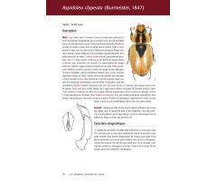 LES COLÉOPTÈRES DYNASTIDAE DE GUYANE. COLEOPTERA SCARABAEOIDEA 5