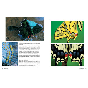 BUTTERFLIES. THEIR NATURAL HISTORY AND DIVERSITY 4