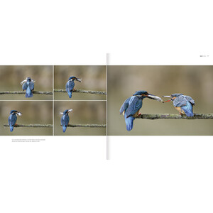 MARTIN, LE PECHEUR. COLLECTION HISTOIRES D'IMAGES_1
