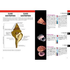 MOLUSCOS MARINOS DE ARGENTINA, URUGUAY Y BRASIL_1