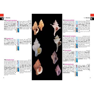 MOLUSCOS MARINOS DE ARGENTINA, URUGUAY Y BRASIL 4