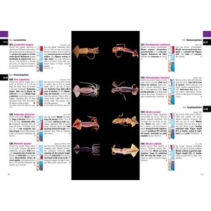 MOLUSCOS MARINOS DE ARGENTINA, URUGUAY Y BRASIL 5