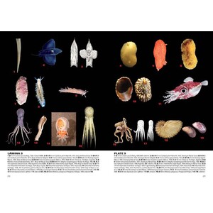 MOLUSCOS MARINOS DE ARGENTINA, URUGUAY Y BRASIL 6